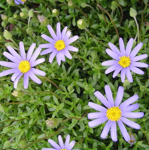 Agathea. Le pot de 14 cm
