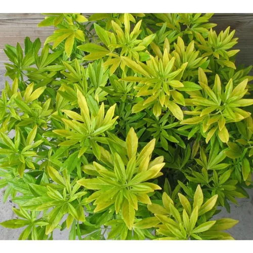 Choisya Ternata Goldfingers – Pot de 3L