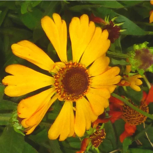 Hélénium ou Hélénie à fleurs jaunes - Le pot Ø 19 cm