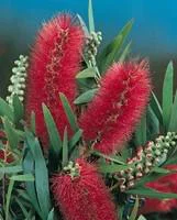 Rince bouteille ou Callistemon Laevis. Le pot de 4 litres, forme 1/4 tige
