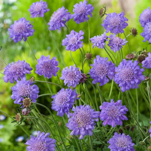 Scabieuse ‘Butterfly Blue’ - Le pot de 2 litres
