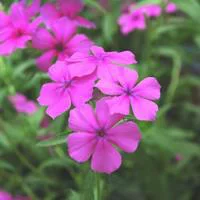 Phlox de Drummond - Le pot de 2,5 litres