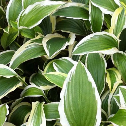 Hosta Yellow Splash Rim Hosta yellow spash rim