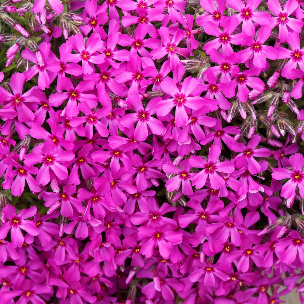 Phlox mousse Scarlet Flame Phlox subulata Scarlet Flame
