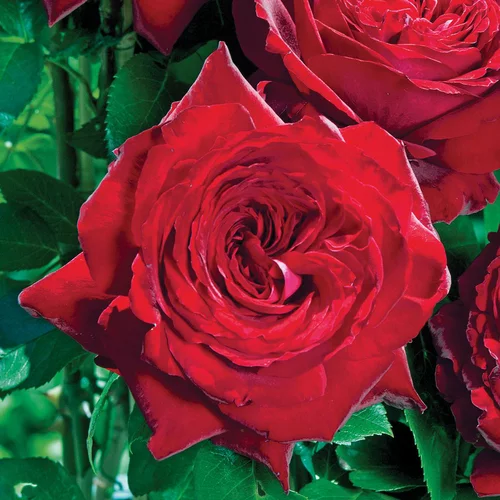 Rosier Noémie de Rothschild ®. Le pot de 3 litres