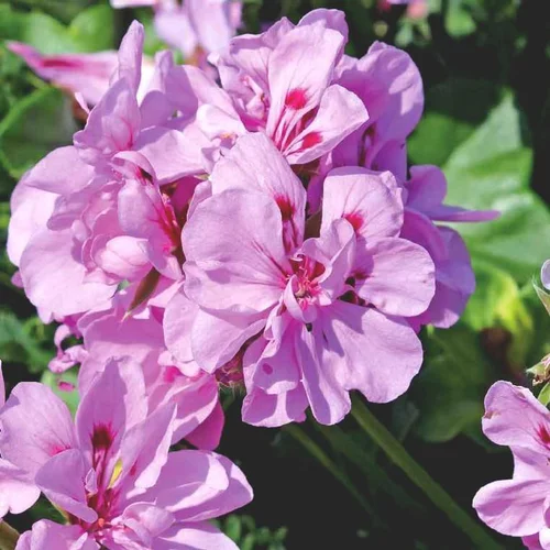 Geranium Lierre double Label rouge - La barquette de 10 plants