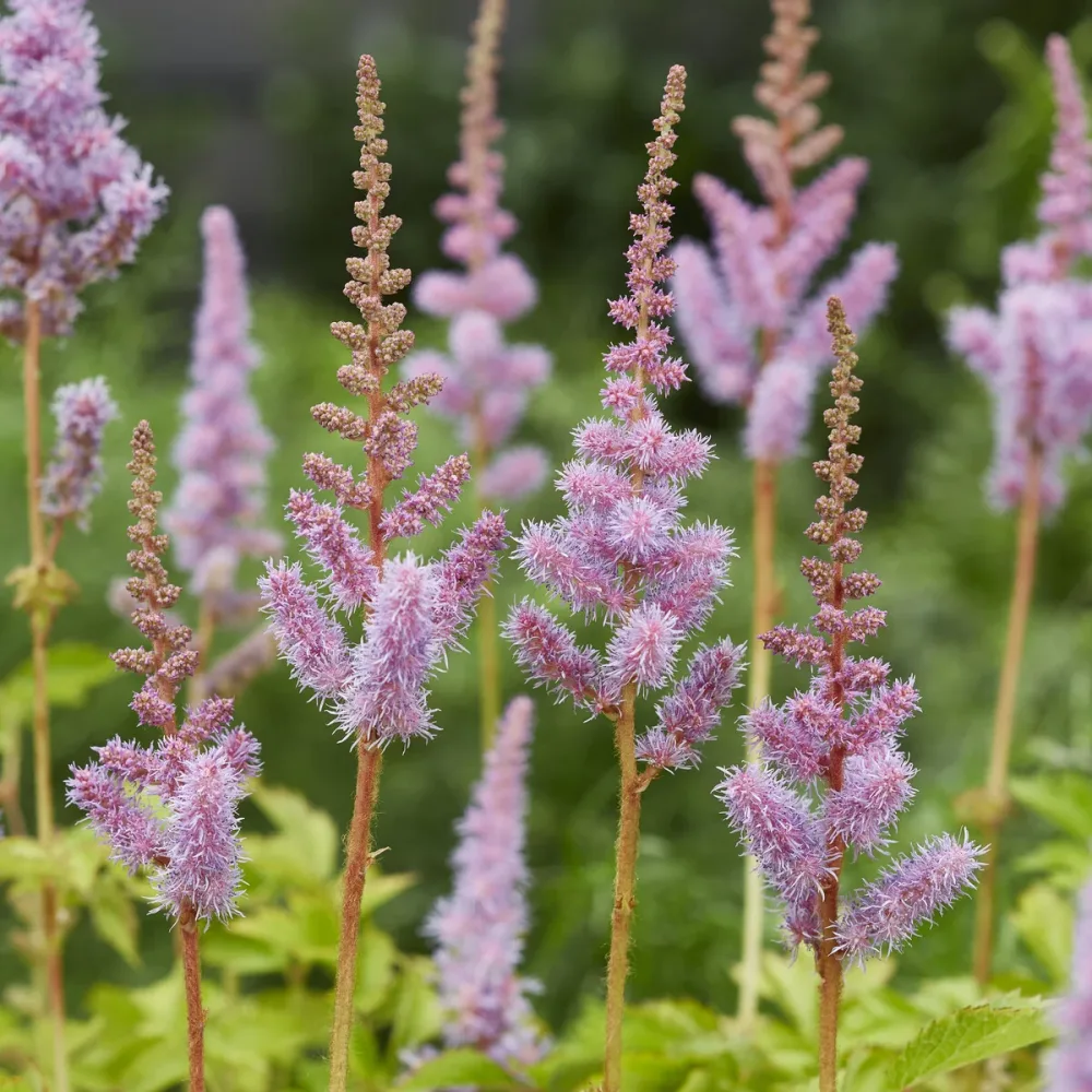 Astilbe de Chine Pumila Astilbe chinensis Pumila