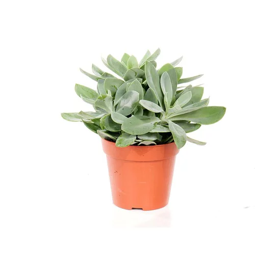 Senecio cephalophorus