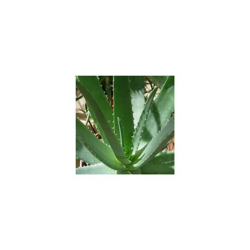 Aloe Vera - Le pot de 0,5 litre