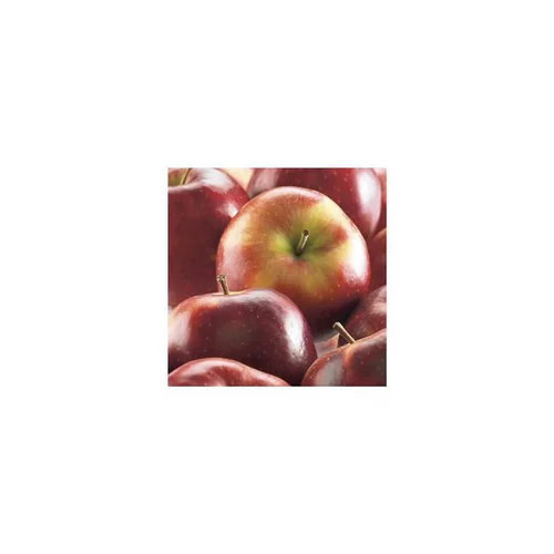 Pommier Tentation® Delblush. Le pot de 20 litres, forme palmette U double