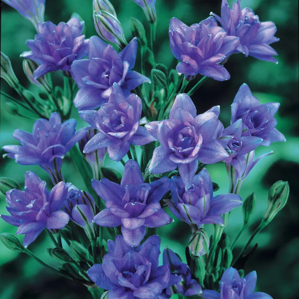 15 Tritéléias Bleu Royal Triteleia laxa royal blue