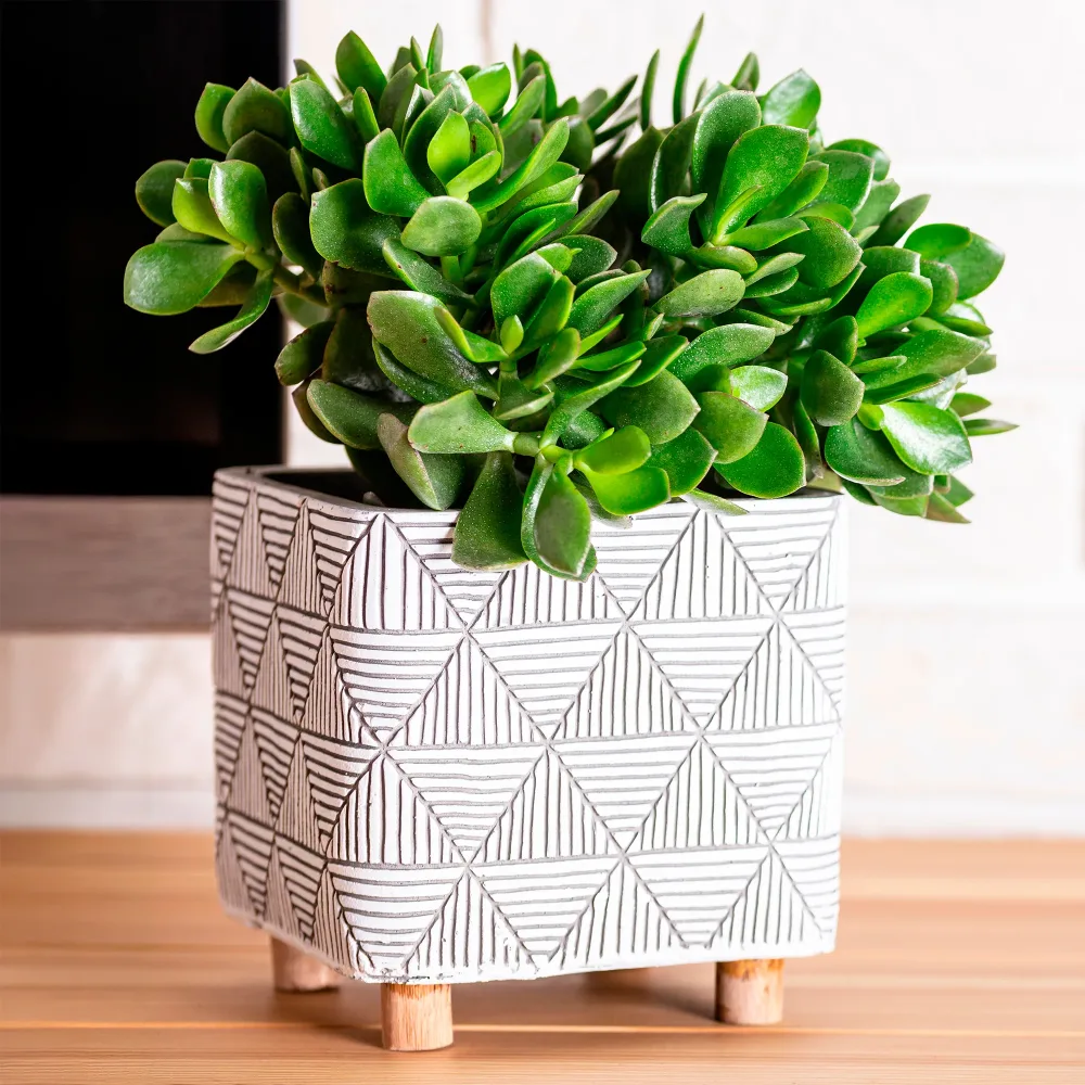 Crassula ovata argentea Crassula ovata argentea