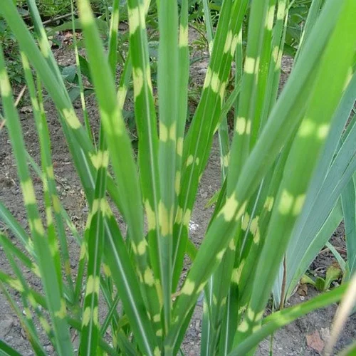 Miscanthus sinensis zebrinus vert en pot de 2 L
