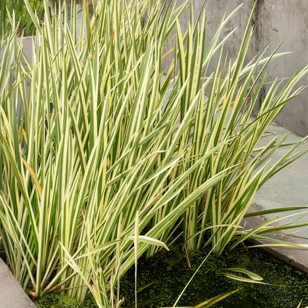 Acore odorant panaché Acorus calamus variegatus