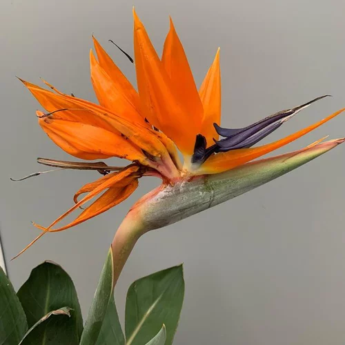 Oiseau de Paradis (Strelitzia Reginae). Le pot de 25 litres