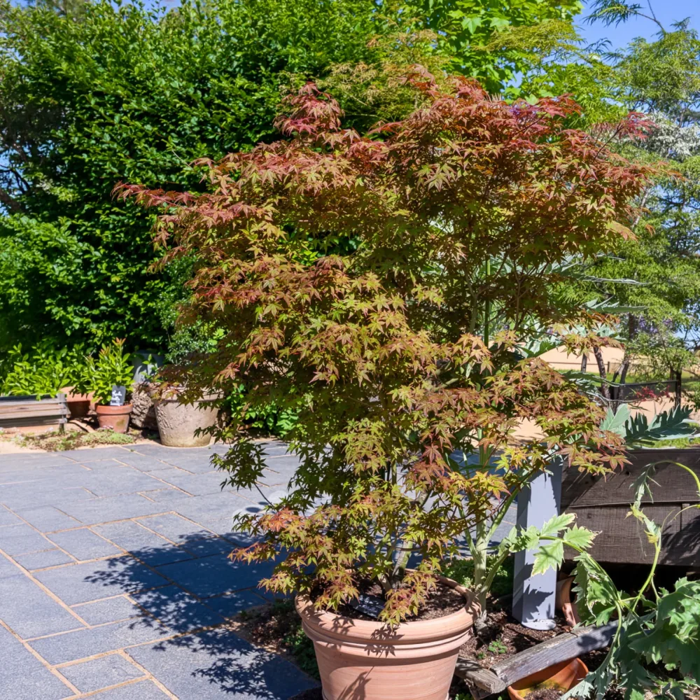 Érable du Japon Deshojo Acer palmatum Deshojo