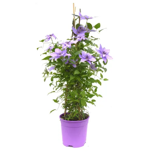 Clématite pour pots - Le pot de 2 litres