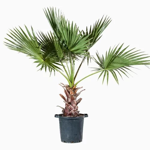 Palmier Washingtonia en pot de 35 L