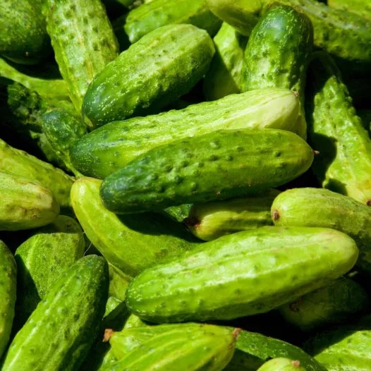 Biologische zaden van Augurk Petit vert de Paris