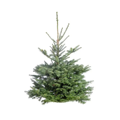 Sapin de Noël naturel coupé Nobilis - de 150 à 175 cm