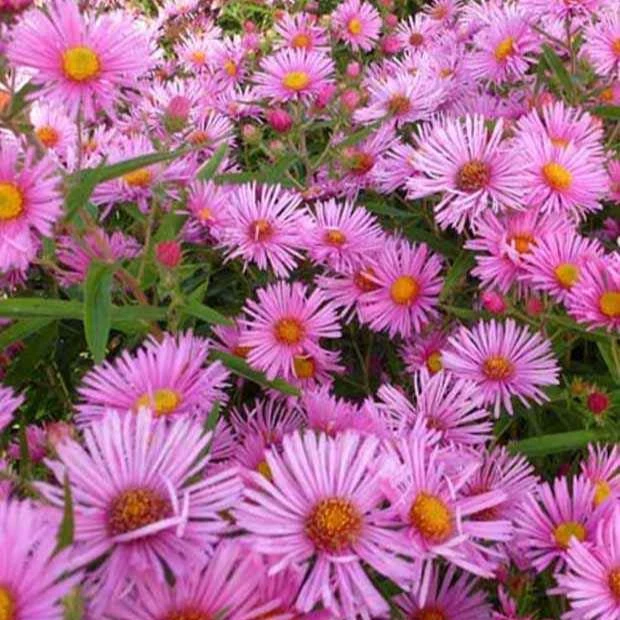 Aster de Nouvelle-Angleterre Rudelsburg Aster novae-angliae rudelsburg