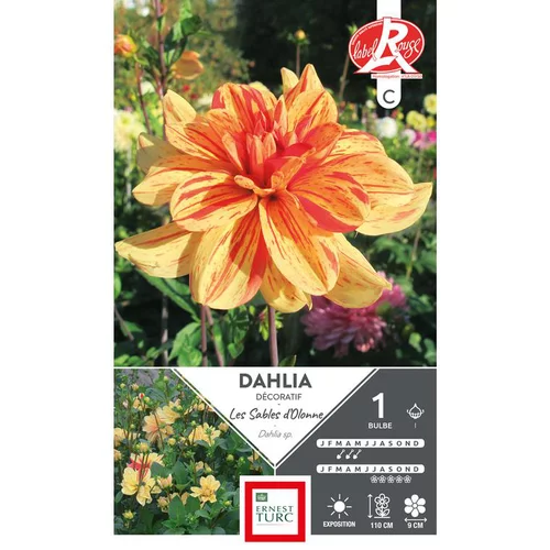 Dahlia décoratif Les sables d'Olonne orange strié rouge Ernest Turc - 1 bulbe