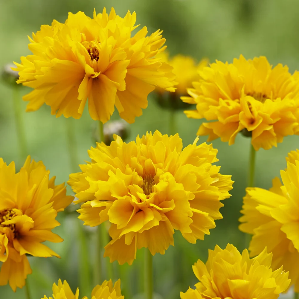 Coreopsis à grandes fleurs Early Sunrise Coreopsis grandiflora Early Sunrise