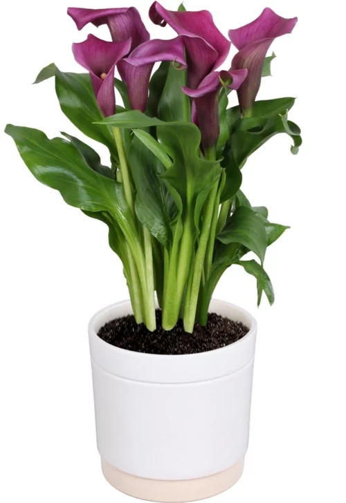 Calla avec son cache-pot - Ø 15 cm