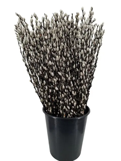 Botte végétale de saule salix chaton coloris naturel – 5 tiges