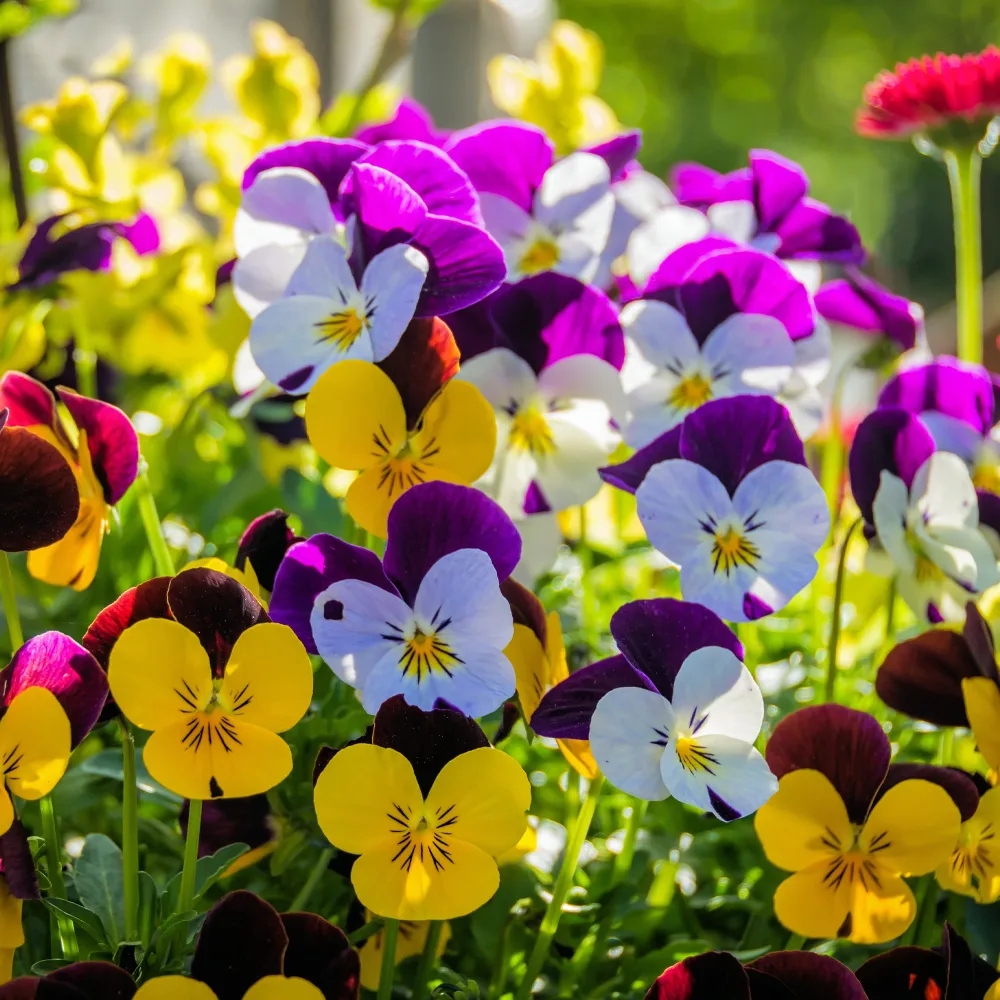 Violette cornue Viola cornuta