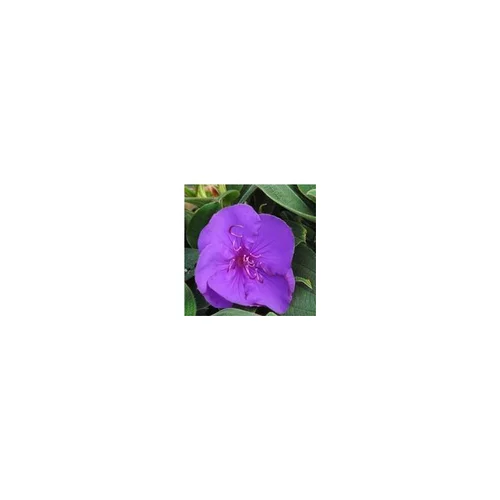 Tibouchina sur tige - Le pot de 3 litres