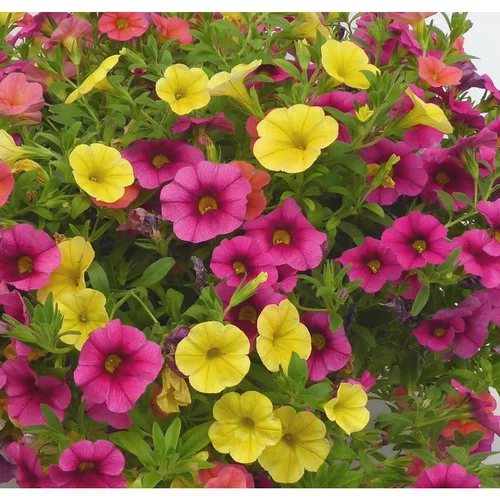 Calibrachoa (mini Pétunia) à fleurs multicolores - Le pot de 0,7 litre