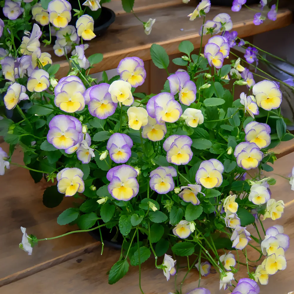 3 Violettes cornue Etain - Pensée Viola cornuta Etain