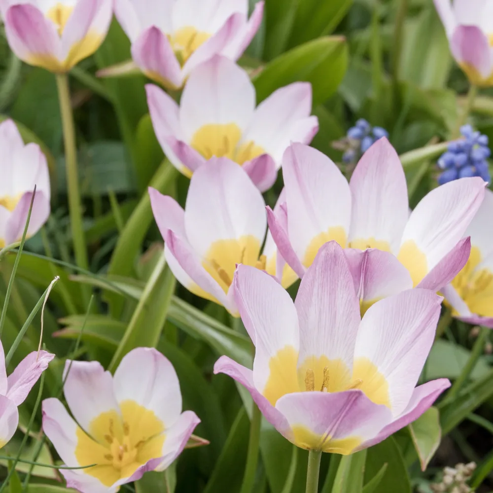 10 Tulipes botaniques Lilac Wonder Tulipa Lilac Wonder