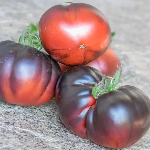 Tomate Black beauty | Semences biologiques et reproductibles