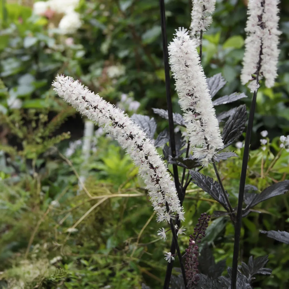 Actée simplex atropurpurea Actaea simplex Atropurpurea