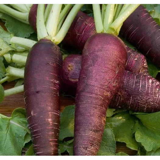 Semences bio de Radis Violet de Gournay