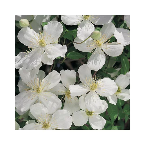 CLEMATITE MONTANA SPOONERII. Le pot de 3 litres