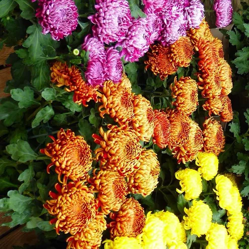 Chrysanthème à grandes fleurs doubles multicolores - La coupe Ø 25 cm