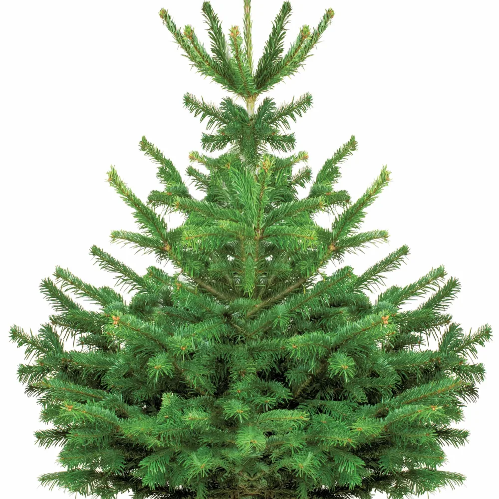 Sapin de Noël naturel Nordmann 125/ 150 cm livré avec sa bûche Abies nordmanniana