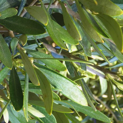 Olea Europaea ou Olivier en pot de 60 L