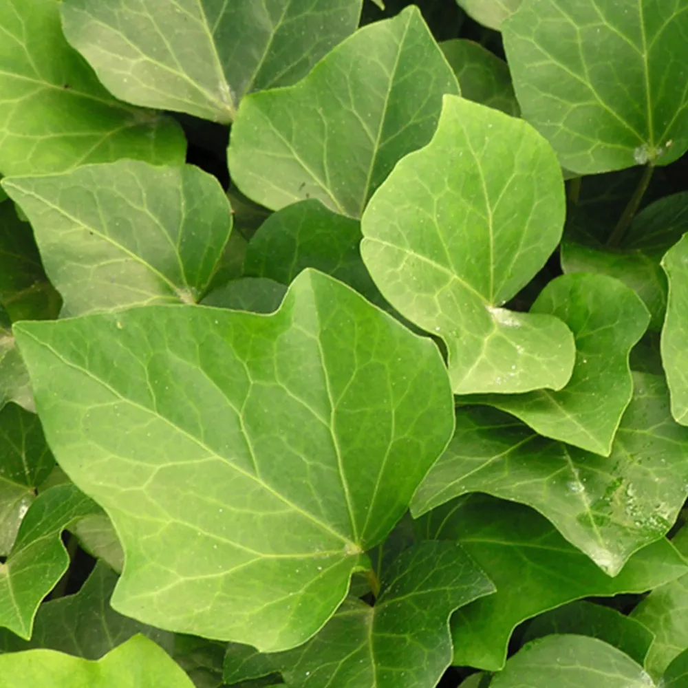 Lierre Algerian Bellecour Hedera algeriensis Algerian Bellecour