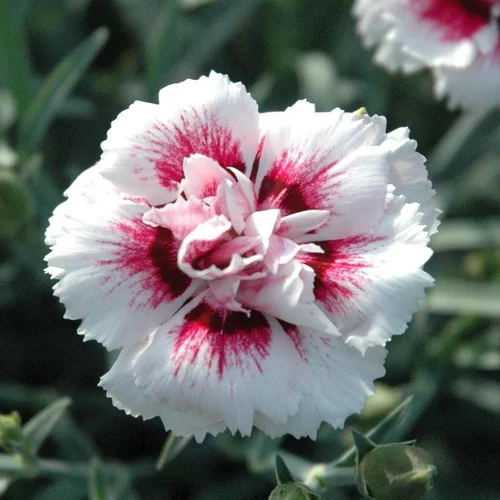 Oeillet Telnelken - La jardinière de 25cm