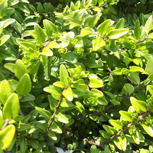 Lonicera Nitida ou Chèvrefeuille 20/30 cm en pot de 3 L