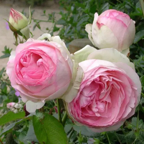 Rosier grimpant Pierre de Ronsard® Meiviolin rose. Le pot de 7,5 litres