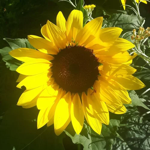 Tournesol - Le pot de 5,7 litres