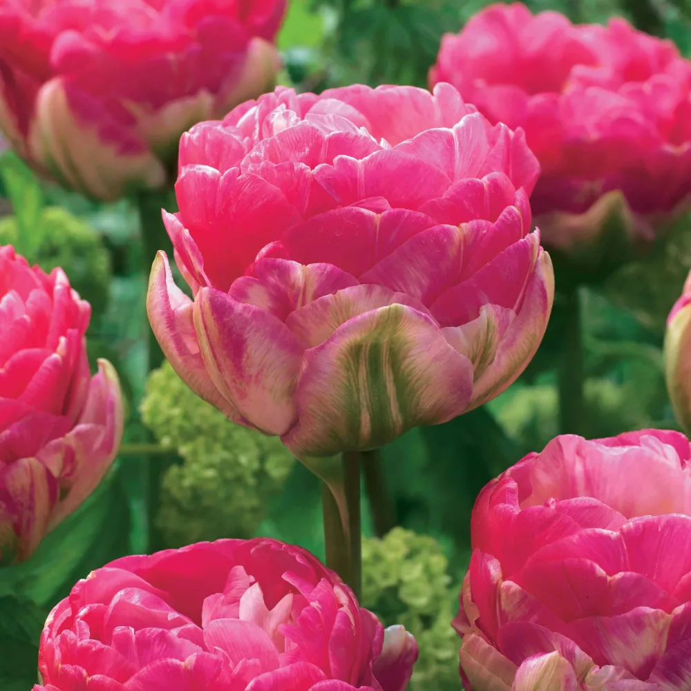 10 Tulipes à fleurs pivoine Pompon rose Tulipa pink size