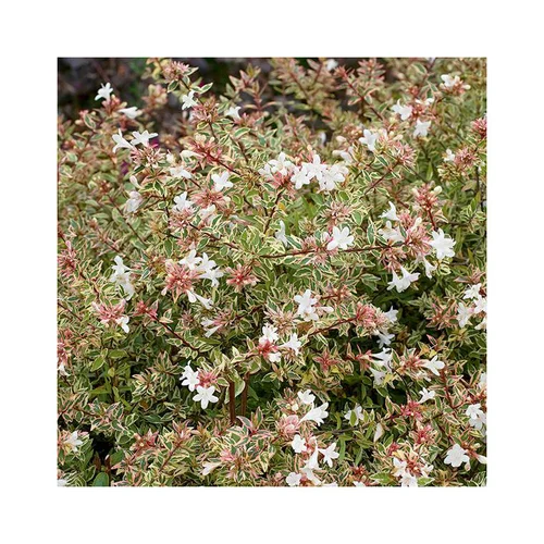 Abelia Grandiflora Confetti pot 3 L