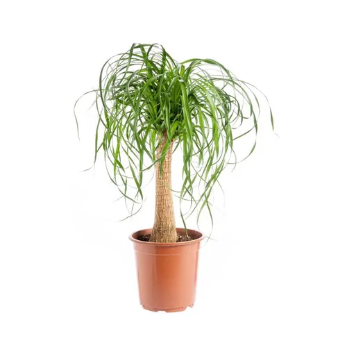 Beaucarnea. Le pot Ø 21 cm