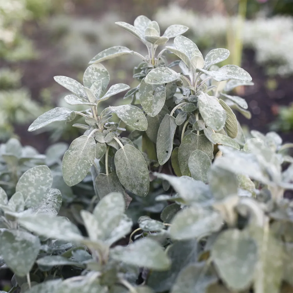 Sauge officinale Berggarten Salvia officinalis berggarten